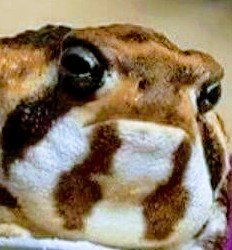 Host_Of_Nothing's profile picture. Become dark spirit,
Time for crab 🦀