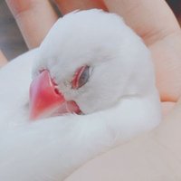 γγπ (@sui__0x0) 's Twitter Profile