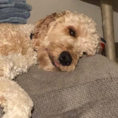 betscaro's profile picture. she/her • Garrett’s wife lol • Black Lives Matter