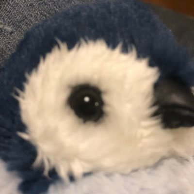 kumatamata's profile picture. べんきょうちゅう