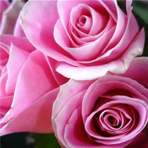 amande2104's profile picture. 日本とフランスのジェンダー意識の違い、フランス語に関すること全般に関心があります。