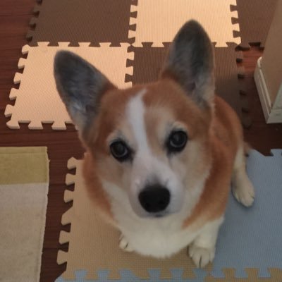 hinasanmama0114's profile picture. 2007年生まれの12歳の女の子です。2019年3月にDMと診断されました。今は、四輪車椅子で頑張ってます。コーギー大好き❤