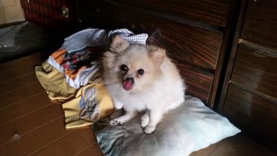 黒猫のウィズを、6年以上続けてます。
何だかんだで、長くやってるな~(笑)
運営さん、頑張って終わらせないでくれたまえ!(笑)
実力は、総合を頑張って取れる位です。
自分の周りでは、黒ウィズ民がいないので黒ウィズしてる人絡んでください。