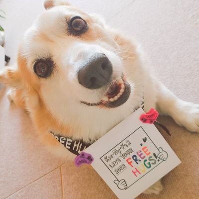 コーギーコロンちゃん 動画のせれなかったからインスタにあげました コロンのおしゃべり 練習 笑 コーギー Corgi Corgicommunity Corginstagram いぬら部 犬 Dog T Co Rpveasuvp3