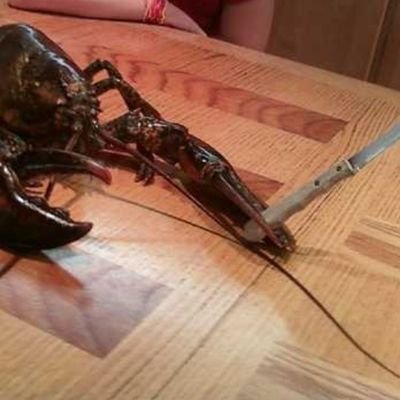 knifey_Lobster Profile Picture