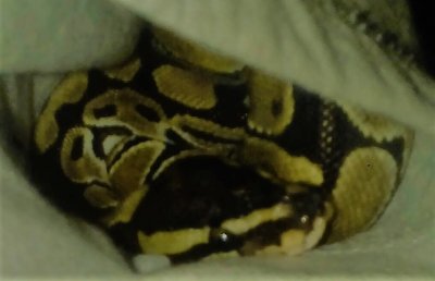 KonigspythonN's profile picture. 