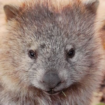 Cuddles...the Wombat.
I love my home Country its natural heritage and wildlife🙂
Believes in Climate Change Emergency😐
Believes in Human Rights and Justice🙏.