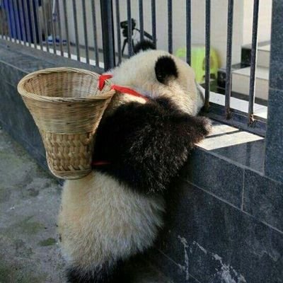 I'm Pan, from Sichuan, China, where pandas live. Of course, I'm also a panda. I love stocks and have been trading stocks for 10 years.