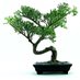 Bonsai Facts (@BonsaiFacts) Twitter profile photo