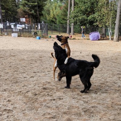 Let's establish Somersworth's first dog park together!