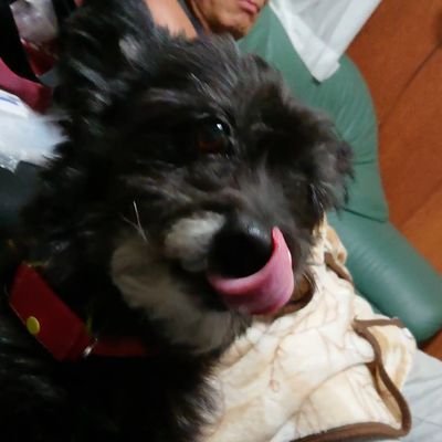 ぶーママ みかん はっさく ぶんたんetc 柑橘類に目がないぶーちゃんです 今日採ってきたぶんたん狙ってますw この後かじられたのは言うまでもなく 笑 実までしっかり食べました 犬のいる暮らし 犬のいる生活 犬の気持ち わんこ 柑橘類