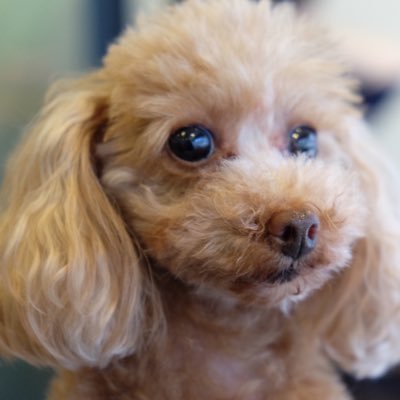 kojimiyatake's profile picture. 