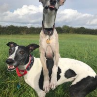 Charlie & Jimmy 🌈Rosie 🌈(@Charliewhippet) 's Twitter Profile Photo