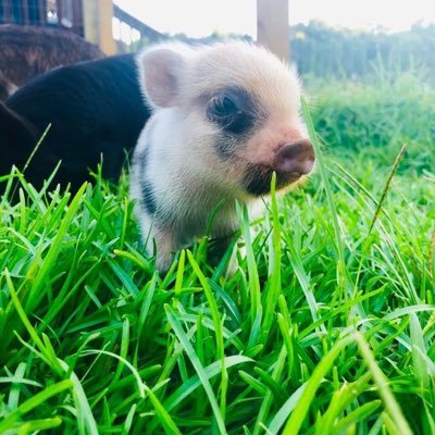 We are a small time farm trying to make
It to a full time job!
