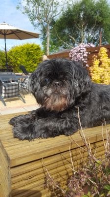 Brizo651's profile picture. 