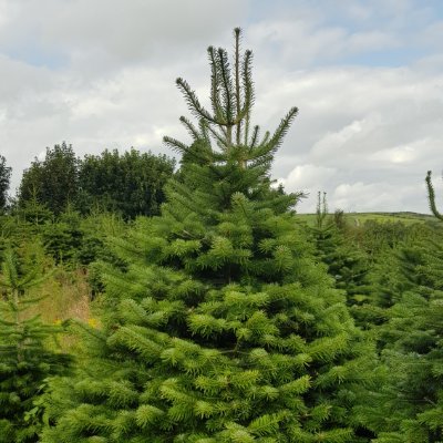 Best Quality Christmas trees in Cork since 1998