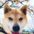 しばいぬと 1yのアイコン