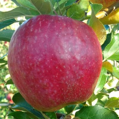 mombannister's profile picture. Farm wife and mom.  We raise quality fruit and cattle in Western New York.