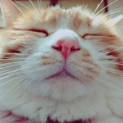 ジボ 絶対雪の上歩きたくないけどお散歩したいにゃんのちゃちゃ様 人間をアシに使う