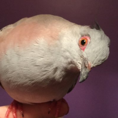 A day in the life of a spoilt crested pigeon