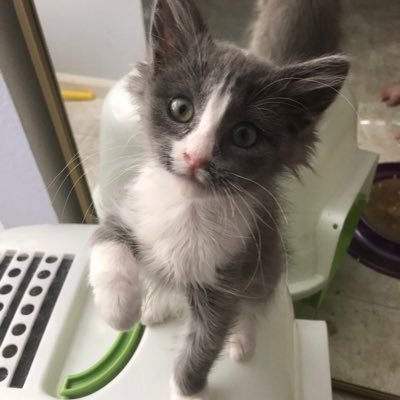 cat mom, introvert, she/they, licensed rescue in Boulder, CO Rescue wish list: https://t.co/YuyfyKETfF