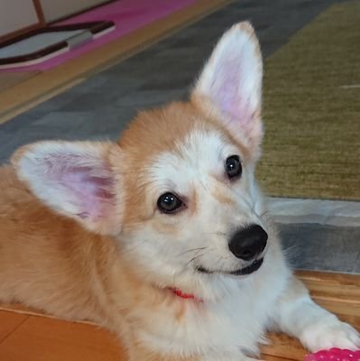 mintjam178's profile picture. こんにちは。
コーギーの女の子 (名前は「リリー」2019年6月生まれ)と暮らしています🐶
コーギー3頭目長いマズルと大きなお目々がたまらないですね💖B'zが好きです🎸宜しくお願いします。(無言フォロー失礼します！フォロバはご自由にどうぞ🎶)