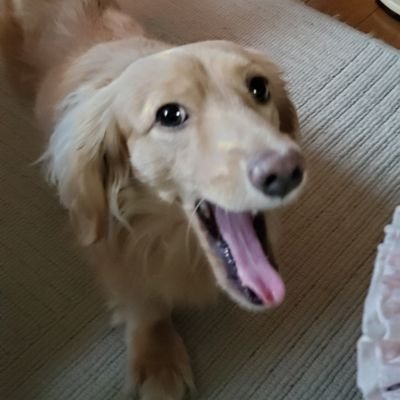 saku0303's profile picture. 犬好き🐶