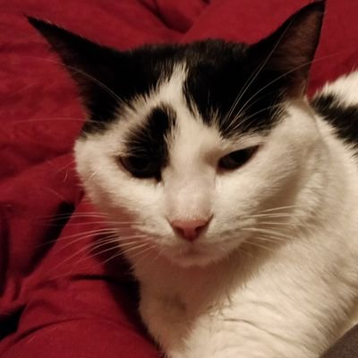 Neko_Yoda's profile picture. On a volé le dinateur de l'humain (@TheRealOnePeter) pour rejoindre les copains du Twitter 🐱
// Neko (6ans) et Yoda 🌟 (15ans)