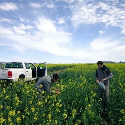 Plant pathologist at @IntechChascomus
#colza #canola #phoma #fungicides #polyamines