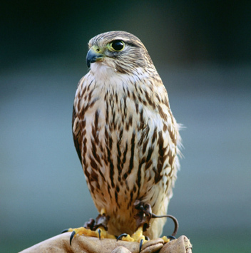 MikeAll60787616's profile picture. 