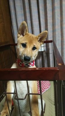 豊島家  柴犬こなつ