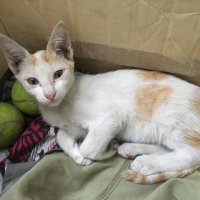 Wiki (@chicwiki) 's Twitter Profile