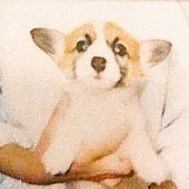 cogilife's profile picture. 2020年11月に変性性脊髄症、膀胱炎、脾臓に腫瘍あり、のトリプル診断をうけ、2020年1月23日１３歳でお空へいきました。自分の影に驚くほどおっちょこちょいで怖がりでしたがとても優しい子でした。リードを離してもわたしから片時も離れない、耳かきが大好きな子でした。