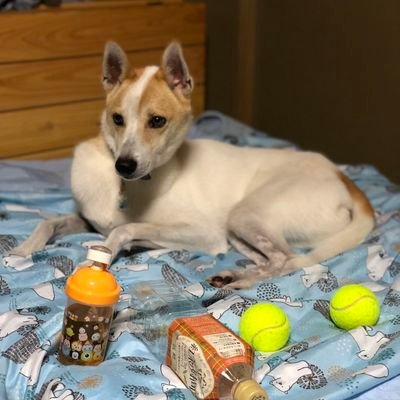 11291130's profile picture. 娘と口達者な孫とそろそろ老犬と暮らしてます。ワンコ全般大好き❤️ツイ少ないです。無言フォローごめんなさい／歓迎します