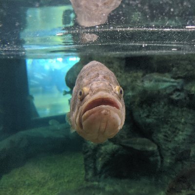 Champion Aquariums Profile