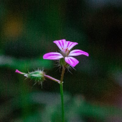 einejohanna's profile picture. depressive tweets sind mein coping mechanismus 🏳️‍🌈 lesbian