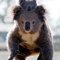 Gunnedah Tourism (@gunnedah2380) 's Twitter Profile