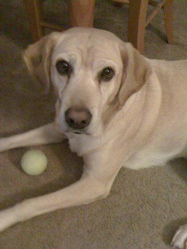 mayumiu's profile picture. 