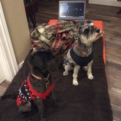 jayne_larkin116's profile picture. #SchnauzerGang