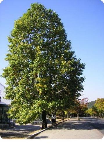 happyadel's profile picture. *심플라이프,슬로라이프*요리*스트로베일집*책,그림,음악,노래,막춤,유머,인디영화,역사*나무,흙냄새,바람,하늘^^