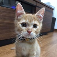 ChitaroL (@chitarol) 's Twitter Profile