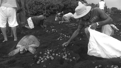 Between the Harvest is a documentary about the legal harvest and sale of an endangered sea turtle egg in Ostional, Costa Rica. Directed by @nalebjornkrisen