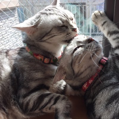 ネコと韓国語とだじゃれを愛す🤽♀好きな言葉は寛容、あいまい。📖座右の銘はアメニモマケズ🐻自称綾瀬はるか😿米短髪夫妻➕その娘2➕大学キジトラ2=6🐈同居😽韓国語講師🧡韓国俳優・安聖基推し💋大学猫活&Operaファン🎤🎼無言フォローお許しください