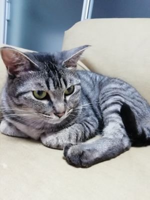 nssn0517's profile picture. ネタ帳がわりに、自分がいいなと思ったことや感想を自由につぶやきます。好きなことは山とフィギュアスケートです。
推しは、SとNです（磁石か！）
成人済み。