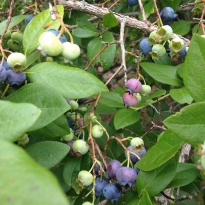 Lumber Company, Country Store, and pick your own blueberries