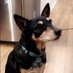 Dorothy Oliphant (@dorothy65268535) Twitter profile photo Dorothy Oliphant (@dorothy65268535) Twitter profile photo