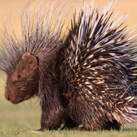 Angry Porcupine(@SpeakForYourse6) 's Twitter Profile Photo