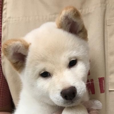 ペットランド北野通り店 Pl Kitanoten Twitter ペットランド北野通り店 Pl Kitanoten Twitter