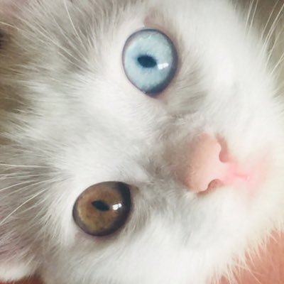 dianthags's profile picture. Du Cazzate. RT NOT ENDORSEMENT