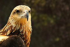 traderkhan's profile picture. 